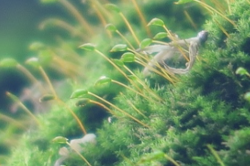 毛羽蘚屬 毛羽蘚屬