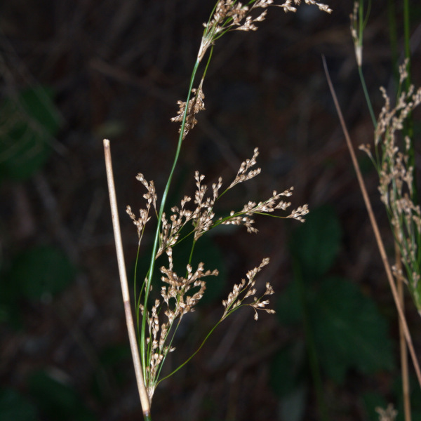 Juncus semisolidus