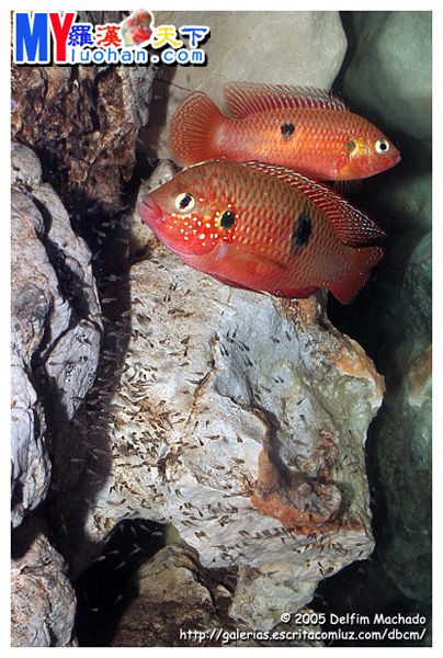 寶石魚
