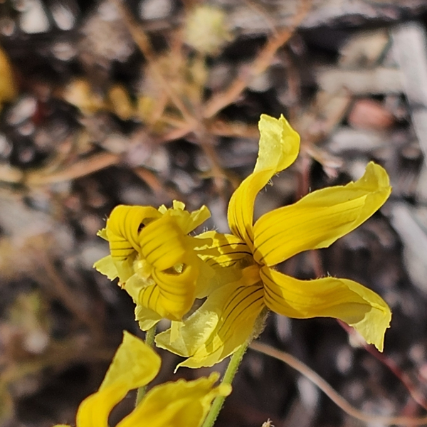 Goodenia kingiana