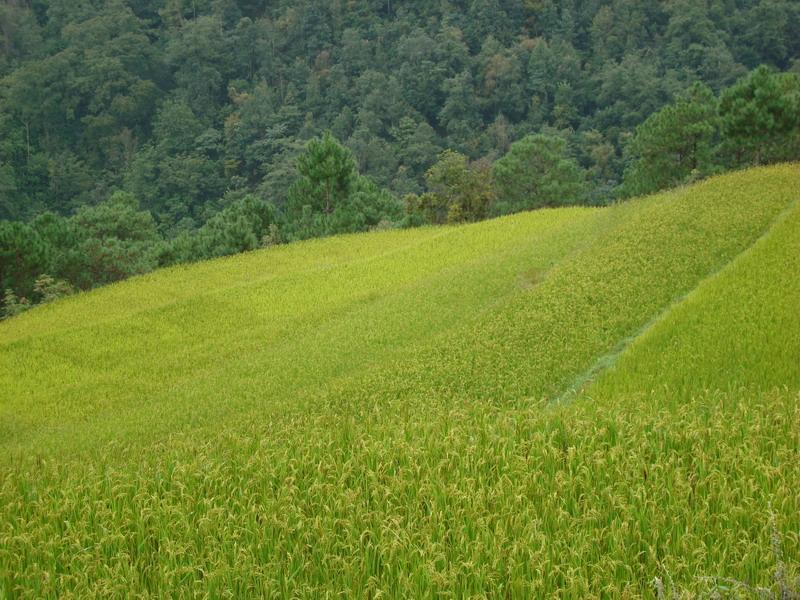 松毛利村 松毛利村