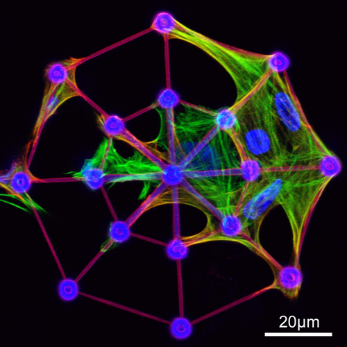 在三維結構玻璃中成長的細胞