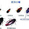 德國小蠊 德國小蠊