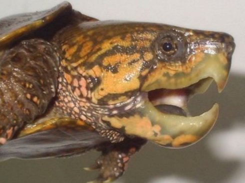 平胸龜