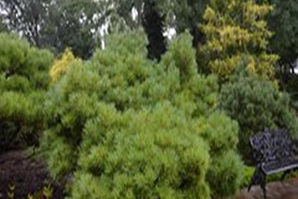 Pinus strobus \x27Blue Shag\x27 Pinus strobus \x27Blue Shag\x27