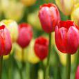 鬱金香(tulip)