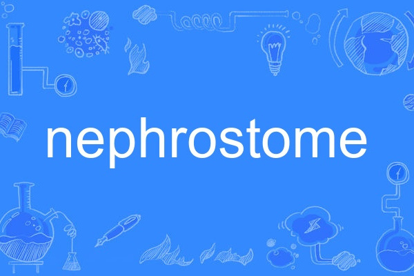 nephrostome nephrostome