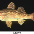 縱條擬鯡鯉