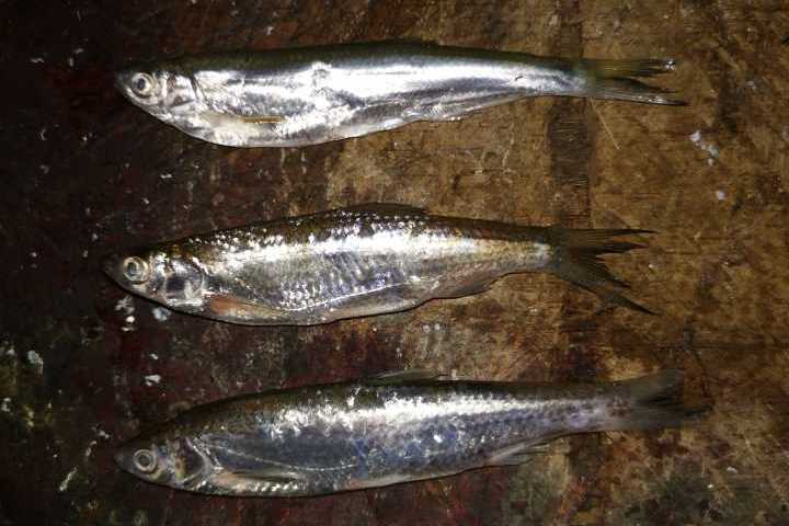 歐飄魚屬
