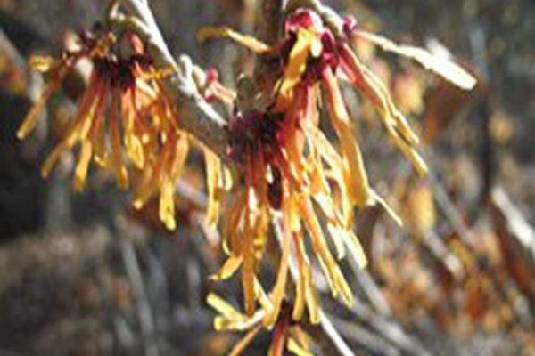 Hamamelis vernalis \x27Autumn Embers\x27 Hamamelis vernalis \x27Autumn Embers\x27