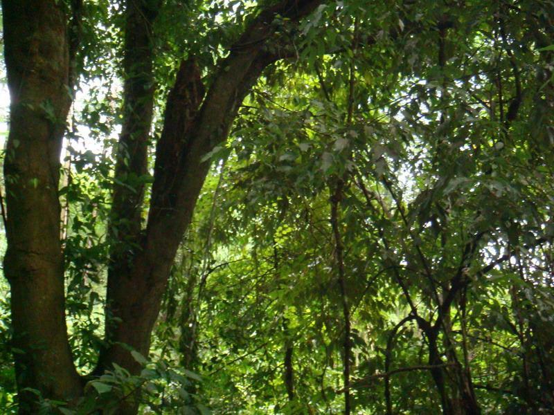 扣勐村 扣勐村