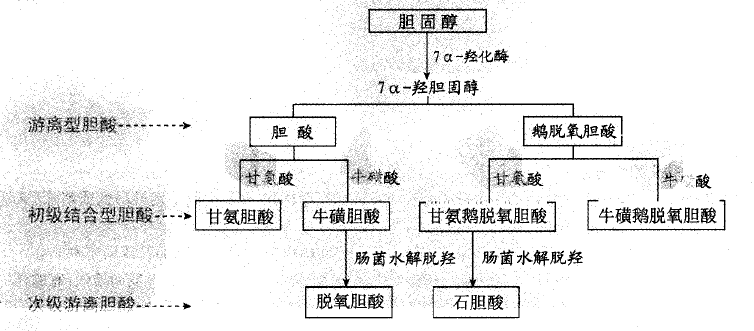 膽酸合成過程