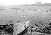 1986年劇毒物污染萊茵河事故