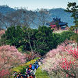 梅花山(南京市玄武區梅花山)