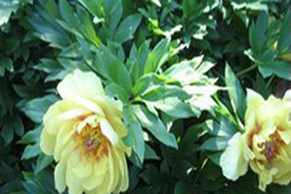 Paeonia \x27Border Charm\x27 Paeonia \x27Border Charm\x27