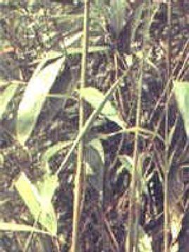 茶竿竹亞屬 茶竿竹亞屬