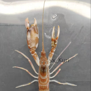 長指鼓蝦 長指鼓蝦