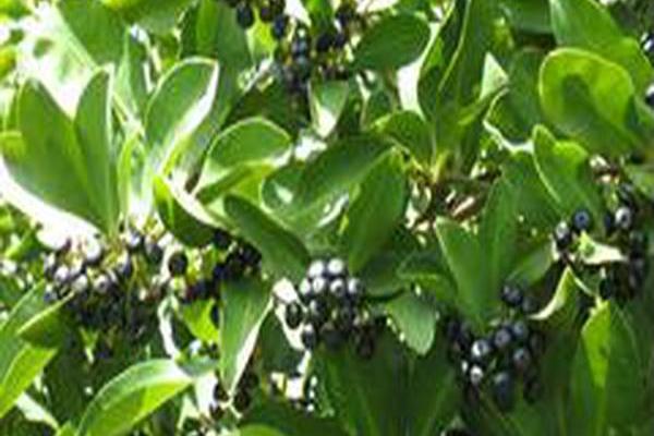 Toona ciliata Toona ciliata