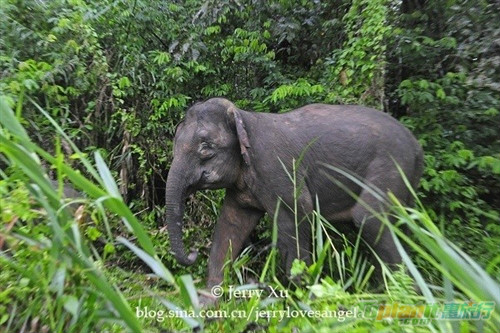 婆羅洲侏儒象