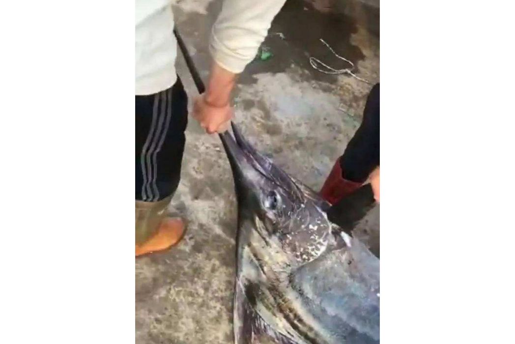 鐵錘抓魚 鐵錘抓魚