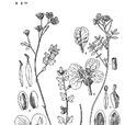 大花彎蕊芥 大花彎蕊芥