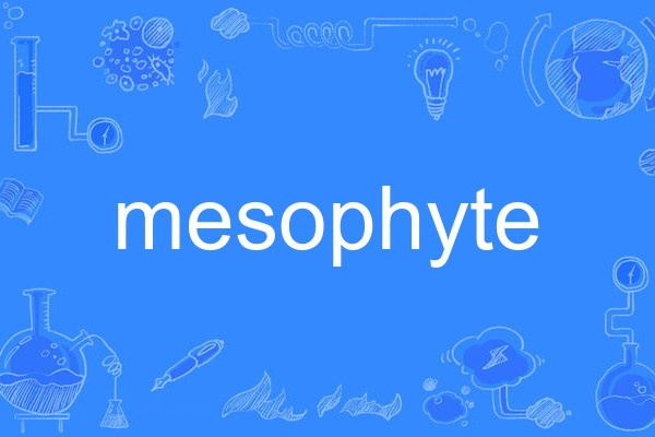 mesophyte mesophyte