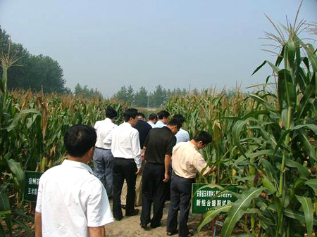 安徽省玉米工程中心