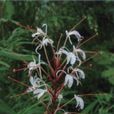 小毛薑花 小毛薑花
