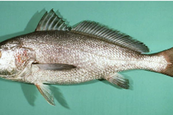 黑姑魚屬 黑姑魚屬