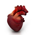 心臟(人體最重要器官之一)