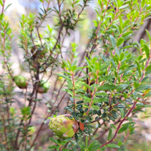 Acrotriche cordata