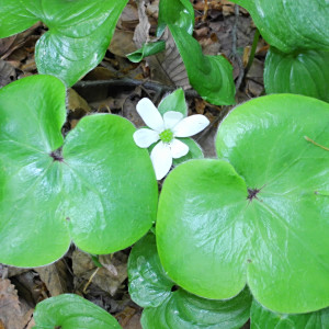 Hepatica maxima