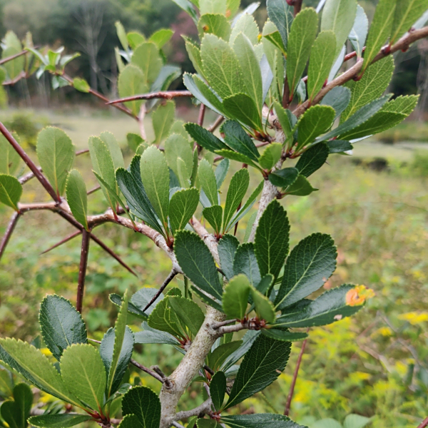 Crataegus crus-galli