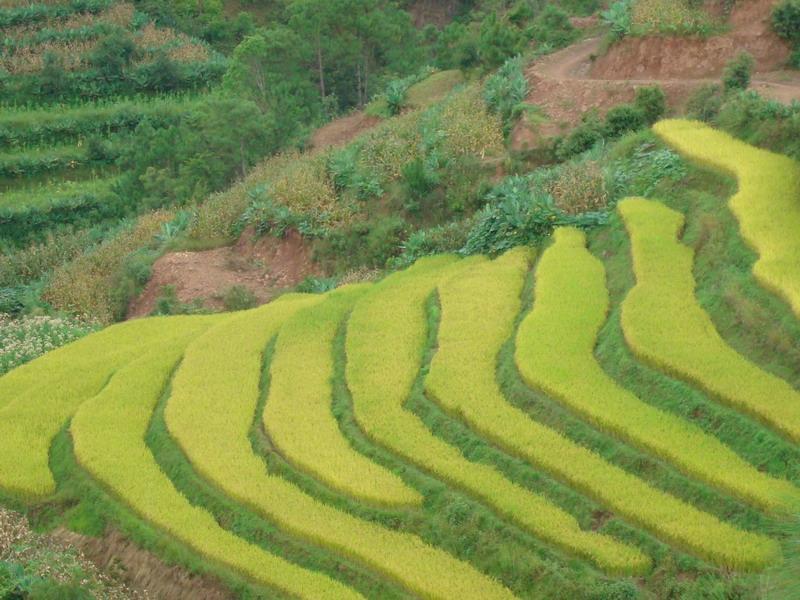 泥苦么村 泥苦么村