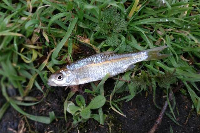歐白魚屬 歐白魚屬