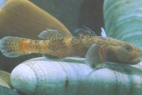小櫛鰕虎魚 小櫛鰕虎魚