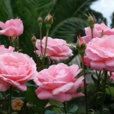 克勞迪亞(薔薇屬月季栽培品種) 克勞迪亞(薔薇屬月季栽培品種)