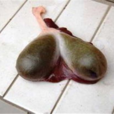 豬膽(中藥) 豬膽(中藥)
