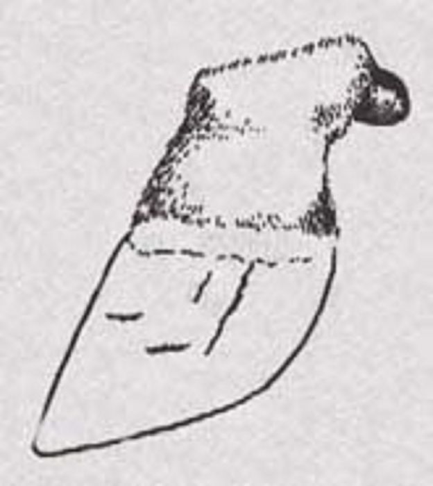 蹄壁裂 蹄壁裂