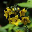 黃連花(珍珠菜屬直立草本植物) 黃連花(珍珠菜屬直立草本植物)