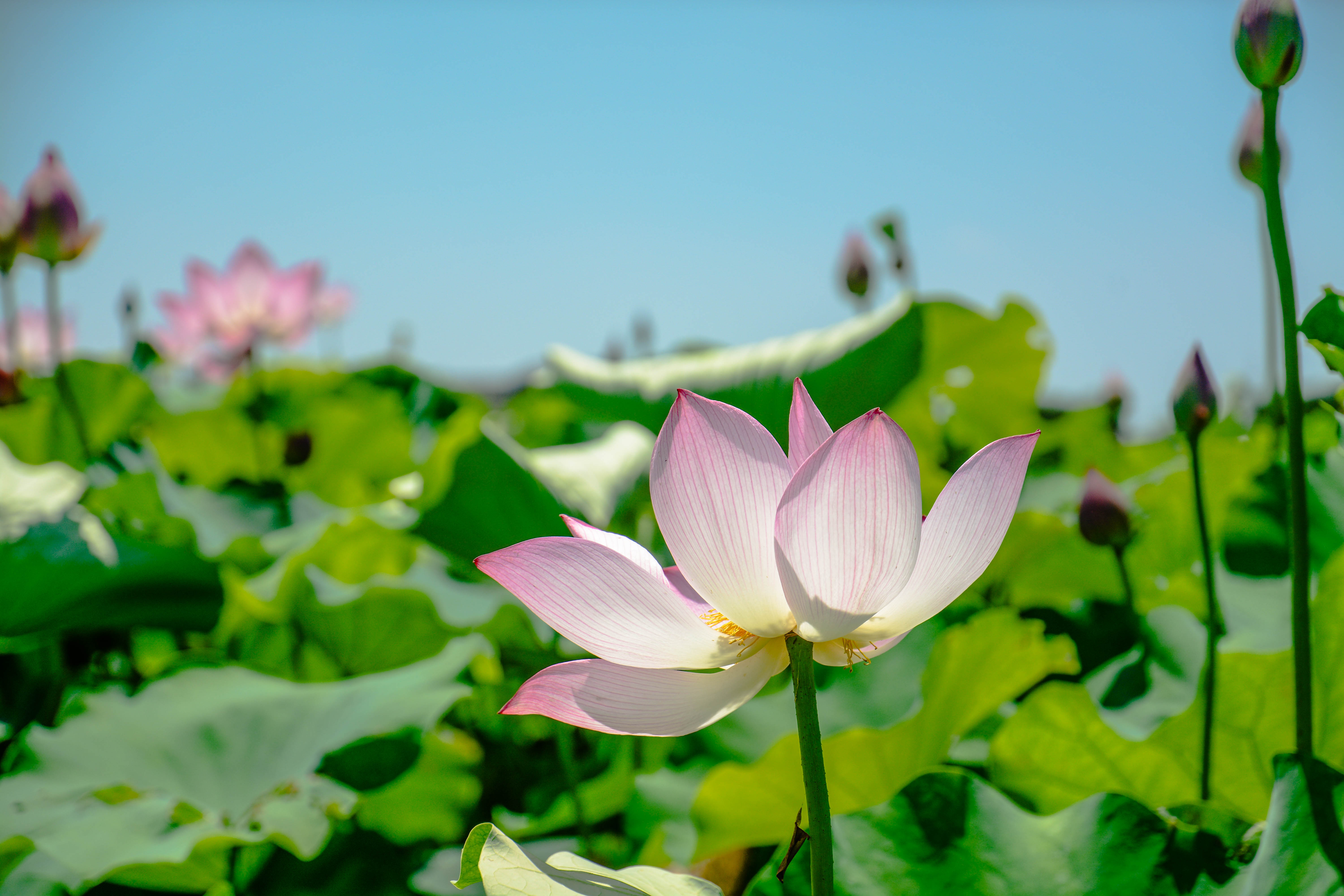 橫河陳村