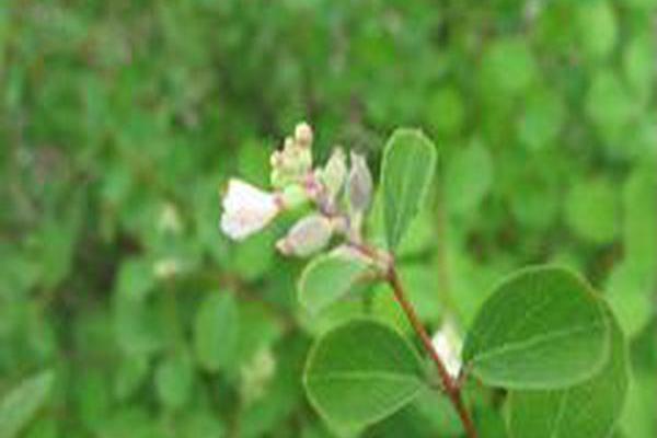 Symphoricarpos × doorenbosii \x27Kordes\x27 AMETHYST Symphoricarpos × doorenbosii \x27Kordes\x27 AMETHYST