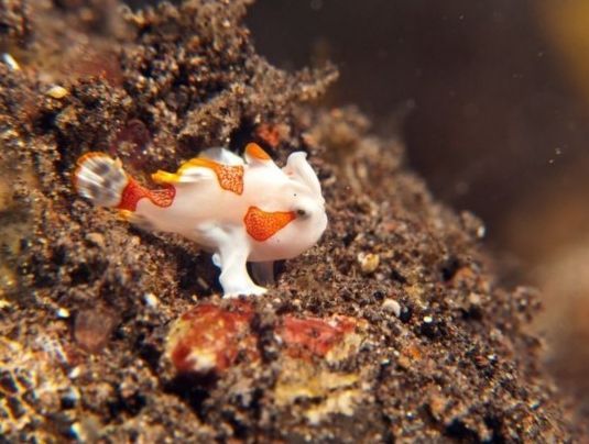 紅合鰭躄魚 紅合鰭躄魚