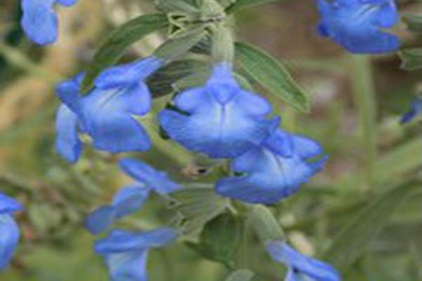 Salvia azurea \x27Nekan\x27 Salvia azurea \x27Nekan\x27