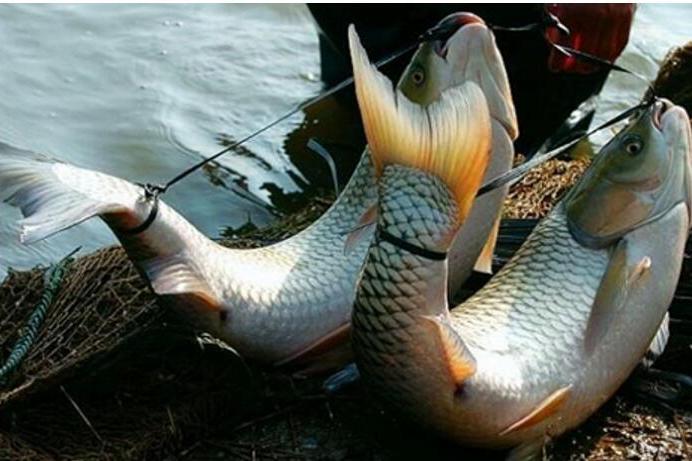 弓魚技藝 弓魚技藝