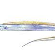 小帶魚 小帶魚