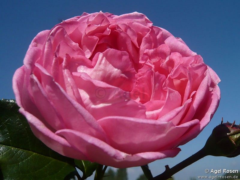 莫利納爾(薔薇屬月季栽培品種) 莫利納爾(薔薇屬月季栽培品種)