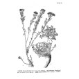 麗江亞菊 麗江亞菊
