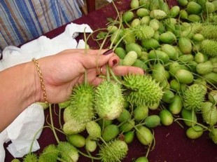 西印度黃瓜