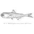 黑壯燈魚 黑壯燈魚